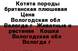 Котята породы британская плюшевая › Цена ­ 3 000 - Вологодская обл., Вологда г. Животные и растения » Кошки   . Вологодская обл.,Вологда г.